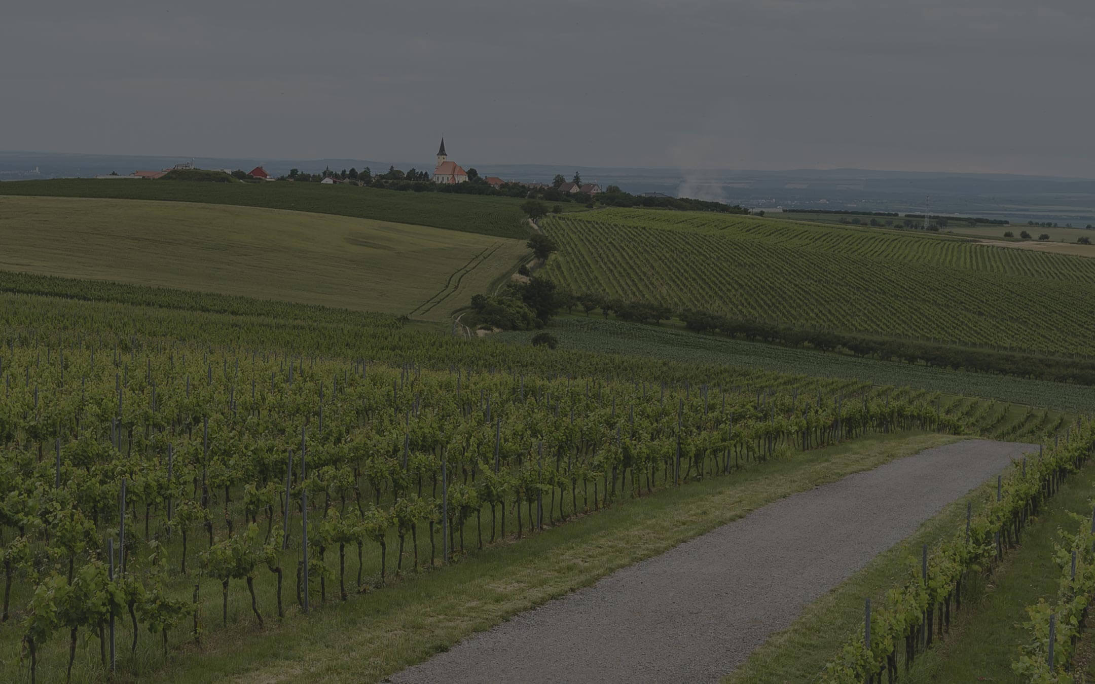 O víně, historii a tradici